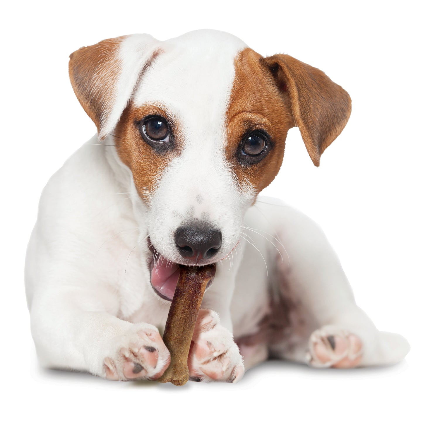 Nylabone Healthy Edibles AllNatural Long Lasting Bacon Chew Treats Bacon, SMall/Regular Up To 25 Ibs. 1 ct