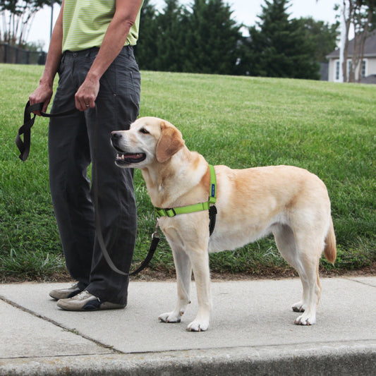 PetSafe Deluxe Easy Walk Steel Dog Harness Black/Apple 1ea/MD/LG