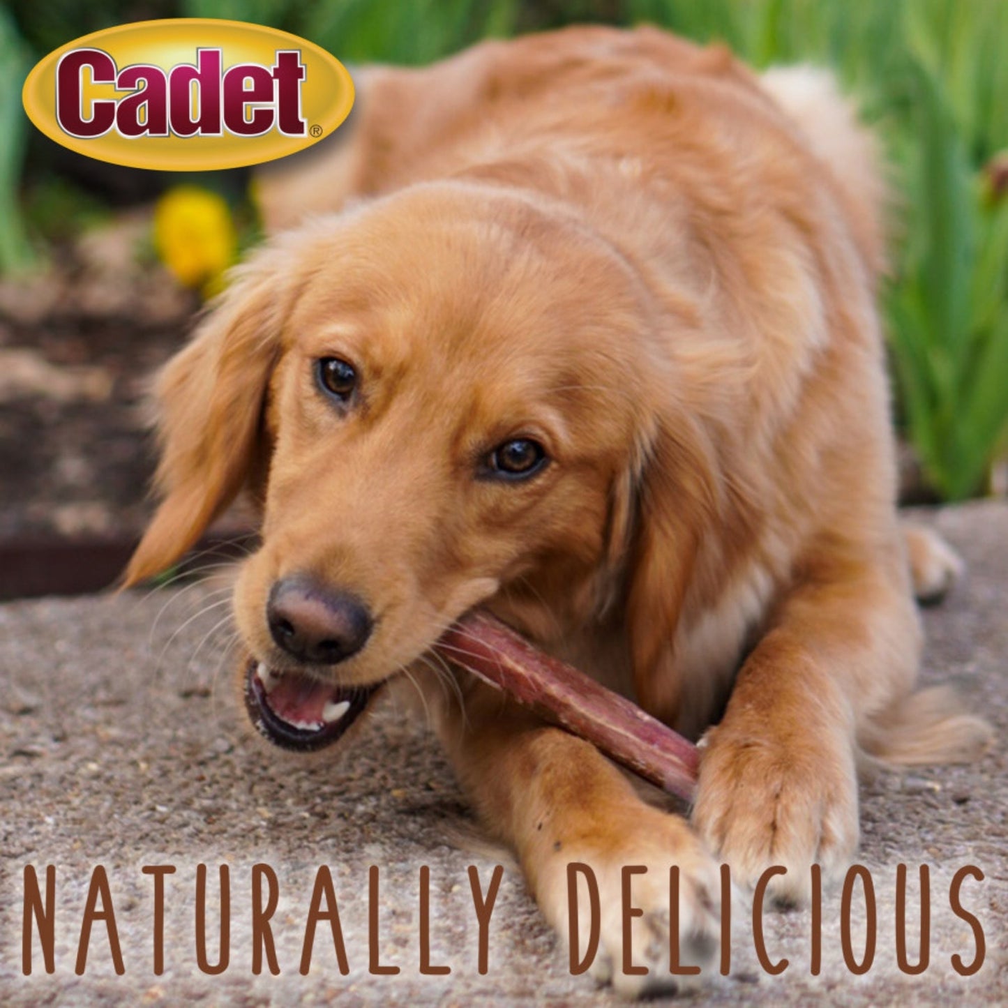 Cadet Large Bully Sticks 1ea/Large 10 ct